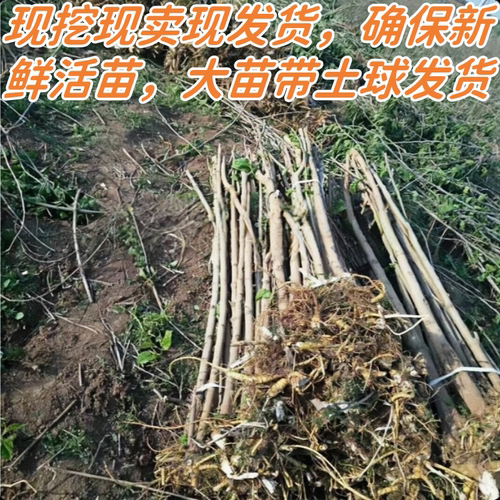 无籽大十黑桑葚树苗南北方地栽盆栽种植特大果嫁接桑树苗当年结果 - 图2