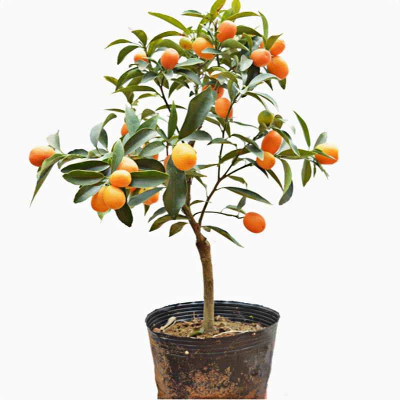 油皮金桔树苗庭院地栽盆栽嫁接柑橘树苗四季可食用带土球当年结果,淘宝优惠券,粉丝福利购,淘宝优惠卷