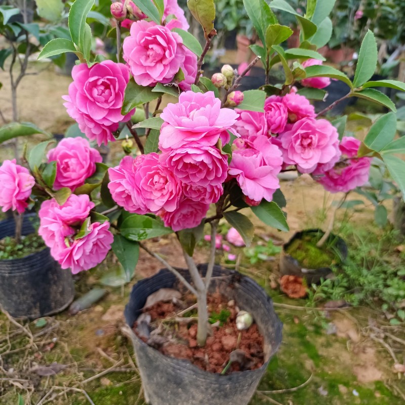 紫丁香原生带花苞多年苗 紫粉色茶梅茶花包对版带香味开花机器 - 图0