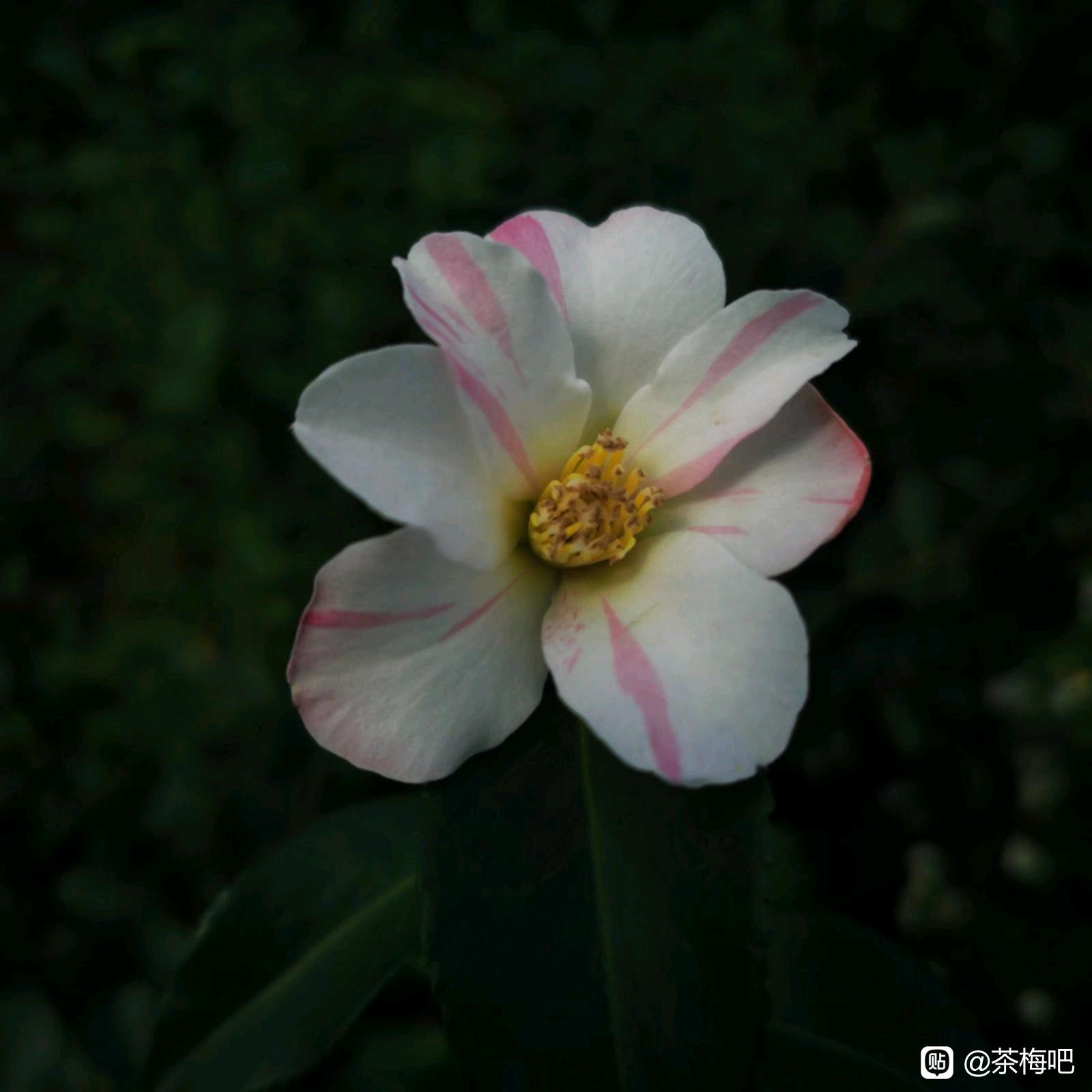 三年扦插进口茶梅品种香珍珠港之曙姬之香财神阳台绿植庭院花卉-图1