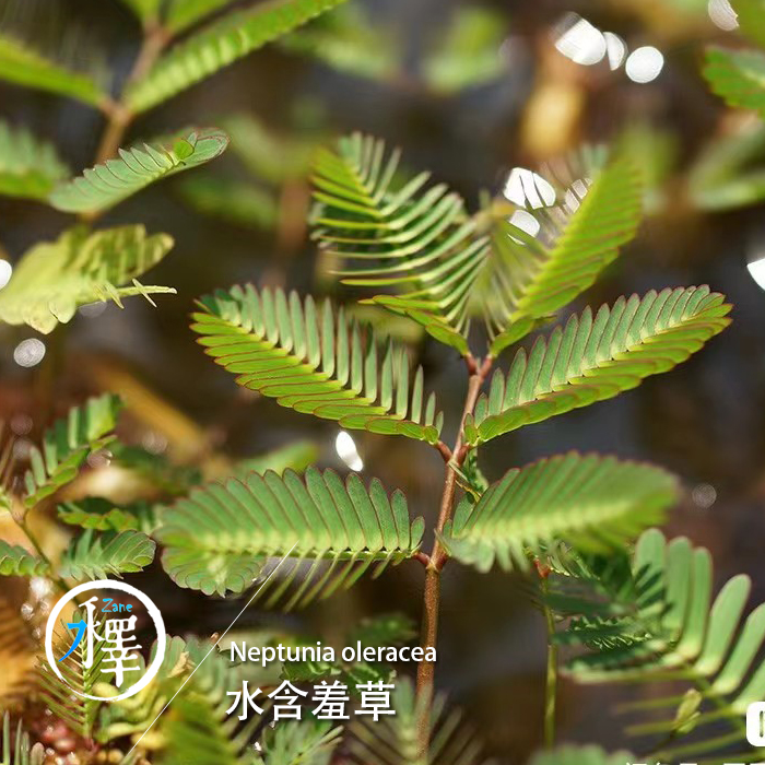 挺水植物水陆沼泽水生含羞草水生水培花卉水草浮萍养鱼龟虾缸绿植 - 图2