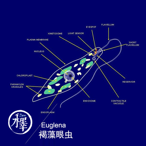 裸藻 绿眼虫 眼虫藻 绿虫藻 活体 科研学生实验 Euglena包邮100ml - 图0