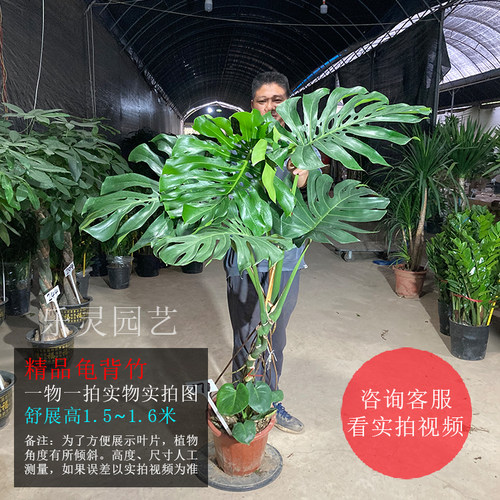 大叶巨型大龟背竹老桩根盆栽绿植物室内绿植龙鳞一物一拍乐灵园艺-图1