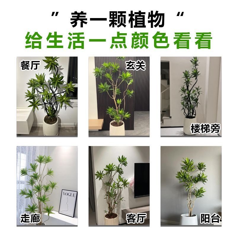 金心百合竹客厅绿植室内懒人好养真植物高级老桩龙血树精品大盆栽,淘宝优惠券,粉丝福利购,淘宝优惠卷