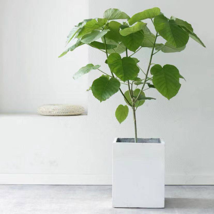 日本爱心榕盆栽 心叶伞榕树大叶植物北欧ins室内花卉大型客厅绿植,淘宝优惠券,粉丝福利购,淘宝优惠卷