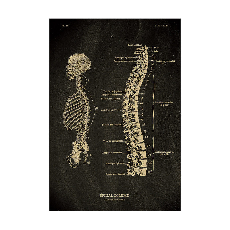 【人体医学结构图鉴】海报复古牛皮纸墙壁贴纸宿舍酒吧装饰画背景,淘宝优惠券,粉丝福利购,淘宝优惠卷
