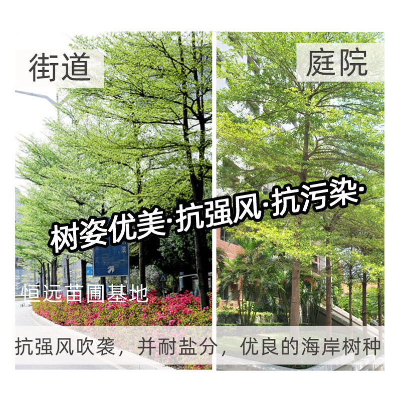 小叶榄仁树苗雨伞树细叶榄仁苗锦叶榄仁庭院抗强风抗污染绿化苗木,淘宝优惠券,粉丝福利购,淘宝优惠卷