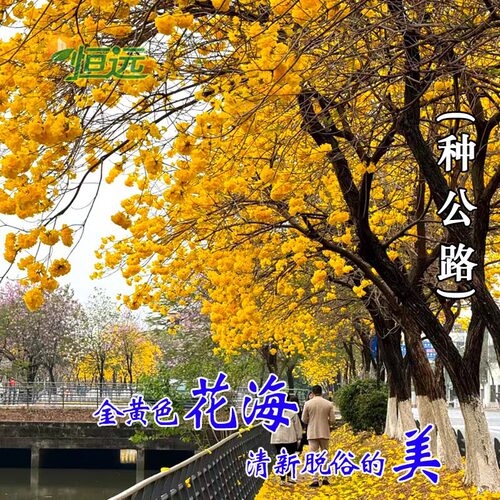黄花风铃木树苗大树多花紫花盆栽庭院别墅绿化风景树观花名贵苗木 - 图3