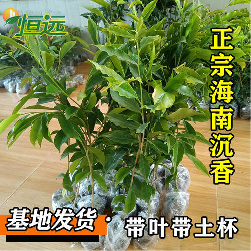 名贵苗木金丝楠木树苗正宗奇楠沉香树苗小叶紫檀香海南黄花梨树苗 - 图2