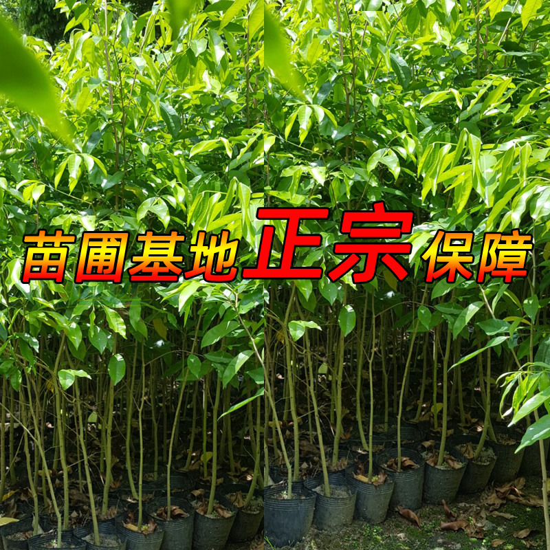 正宗奇楠沉香树苗金丝楠木树苗小叶紫檀海南黄花梨苗名贵苗木降香-图0