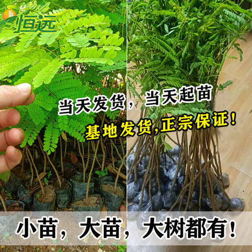 名贵树苗凤凰木树苗红花楹树苗金凤花火树洋楹庭院地栽盆栽风景树 - 图1