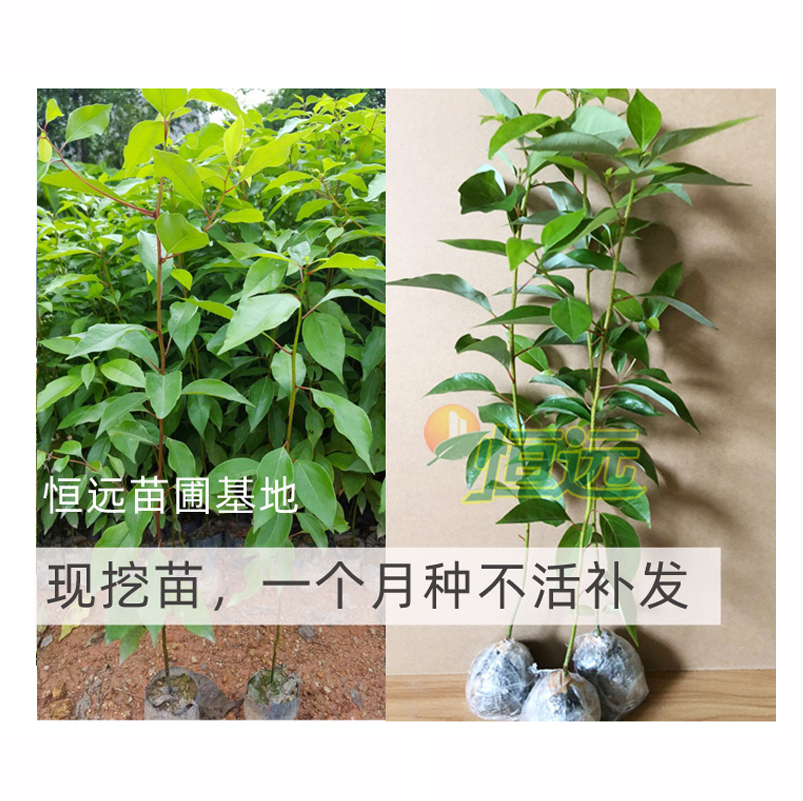 香樟树苗驱蚊虫小叶香樟苗盆栽绿植地栽庭院别墅绿化苗木四季常青 - 图1