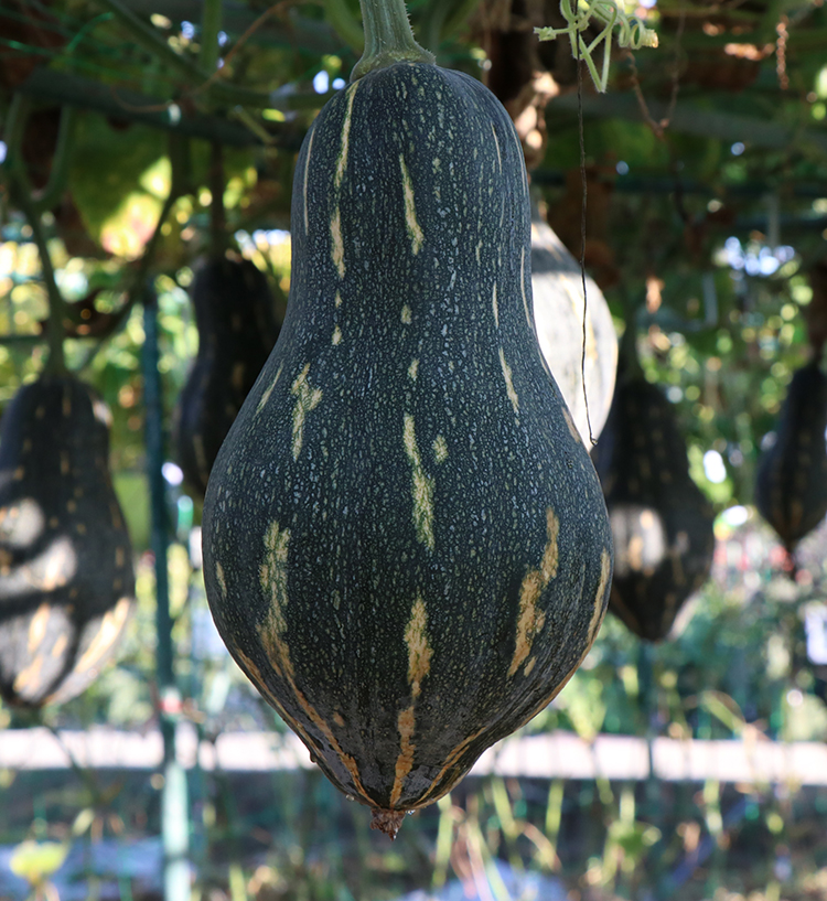 广东省香芋南瓜种籽种子小南瓜种孑板栗味香甜春季播蔬菜种苗农家 - 图3