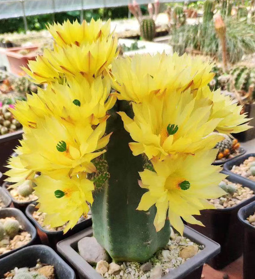 微刺虾实生开黄花仙人球多肉植物绿植盆栽花卉冬春季可晒紫室内