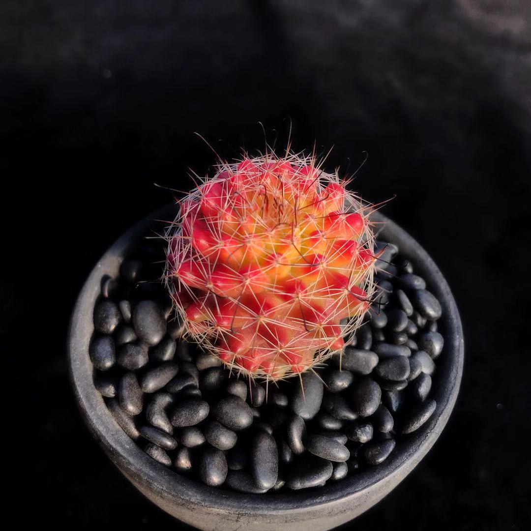 红娜丸仙人球多肉植物一物一拍仙人掌稀有彩色盆栽开花美花丽花 囧先生多肉植物馆 淘优券