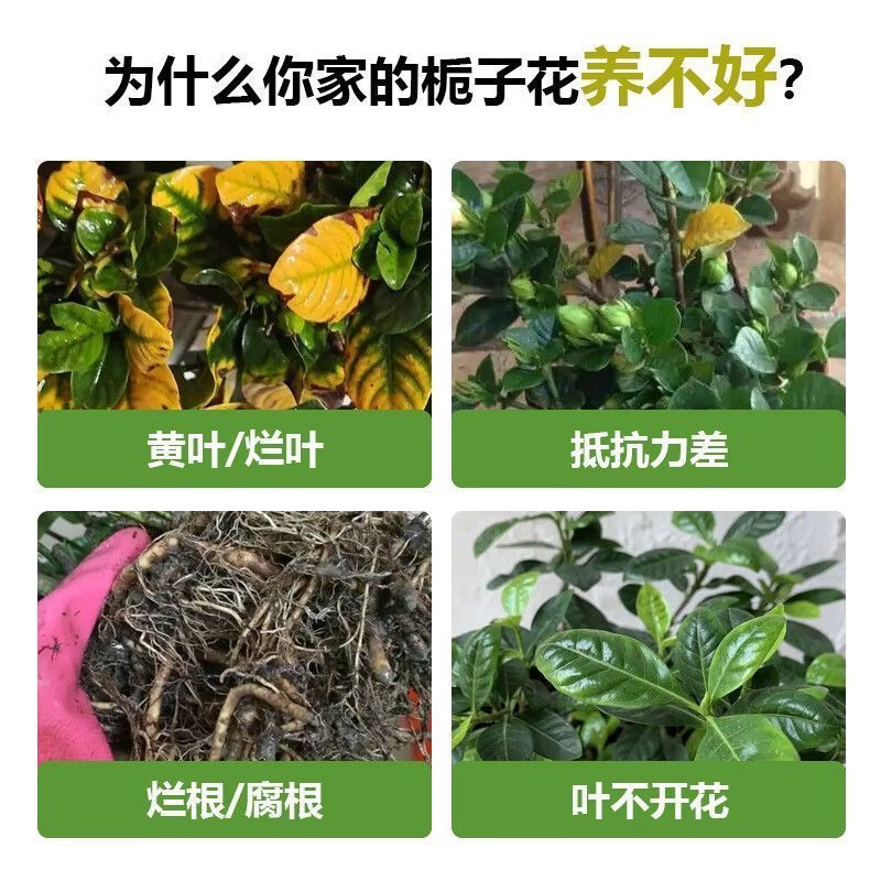 栀子花肥料专用肥营养液盆栽植物开花通用型土培水培家用酸性花肥