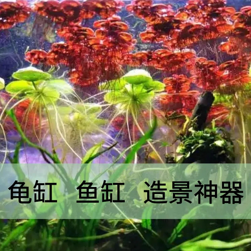 鱼缸水草水培植物浮萍造景装饰增氧室内养龟金鱼真草生态净化水质 - 图2