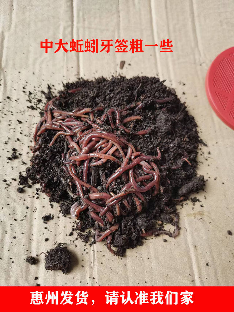 盒装蚯蚓活体 鲜活 地龙太平二号红蚯蚓鲫鱼罗非钓鱼活饵黄鳝套饵,淘宝优惠券,粉丝福利购,淘宝优惠卷