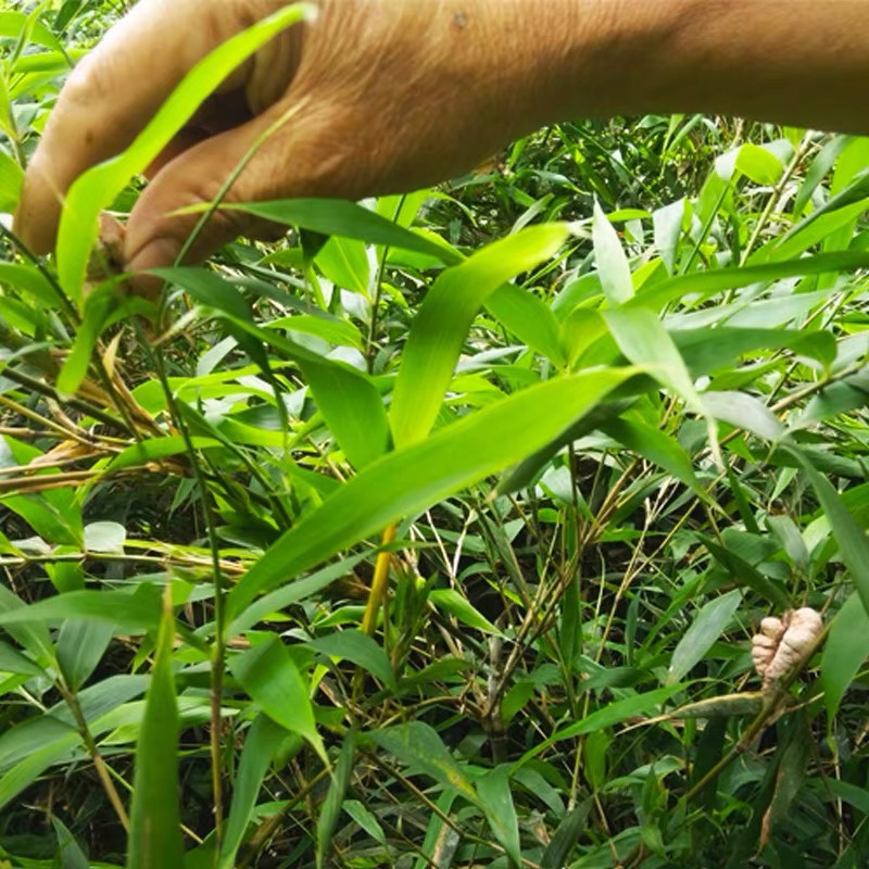 竹花新货野生竹黄 天竹茧500克包邮食用泡酒药材苦竹花淡竹叶竿花 - 图0