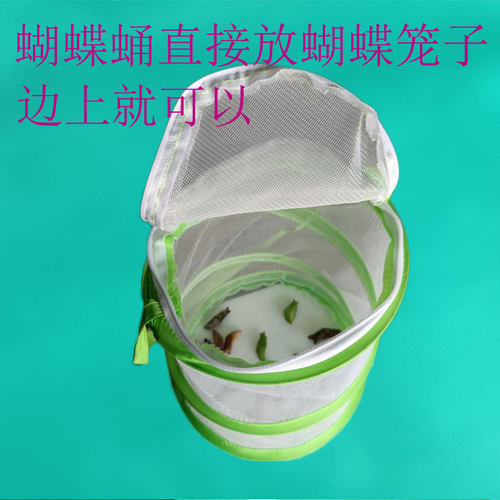 真蝴蝶蛹蝴蝶幼虫活体蝴蝶婚礼放飞儿童饲养观察宠物化蝶越冬蛹 - 图2