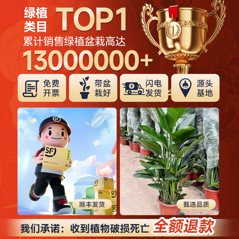 天堂鸟绿植盆栽客厅办公室内大型旺宅大叶植物四季花卉除甲醛花卉 - 图3