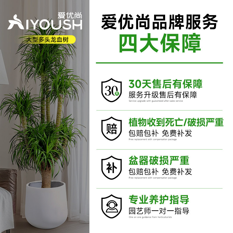 龙血树客厅绿植高级感办公室大型旺宅绿植物落地四季龙须树大盆栽,淘宝优惠券,粉丝福利购,淘宝优惠卷