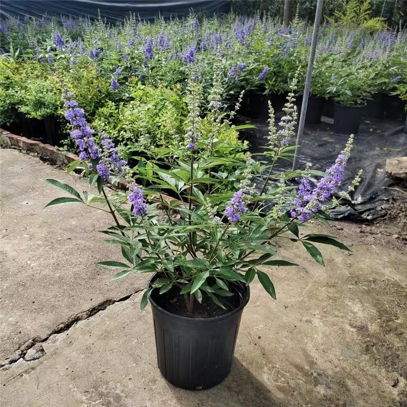 紫色穗花牡荆盆栽植物树苗薰衣草树苗耐寒耐热庭院阳台树状鼠尾草,淘宝优惠券,粉丝福利购,淘宝优惠卷