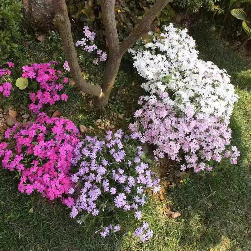 日本芝樱花盆栽花苗花镜地载丛生福禄考庭院地被多年生耐寒耐热-图0