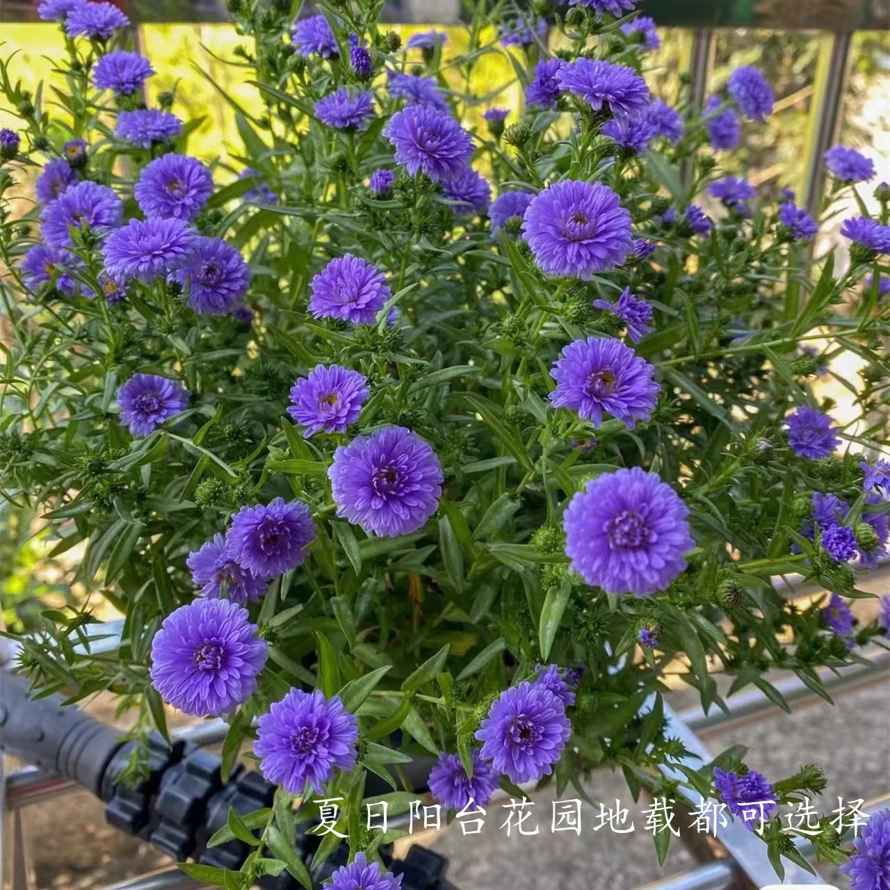 荷兰菊小卡罗翠菊盆栽紫苑花苗带花紫色矮生多年生耐寒宿根花卉 - 图0