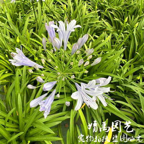 矮生百子莲盆栽带花大苗阳台庭院四季开花种球客厅好养鲜花卉绿植 - 图3