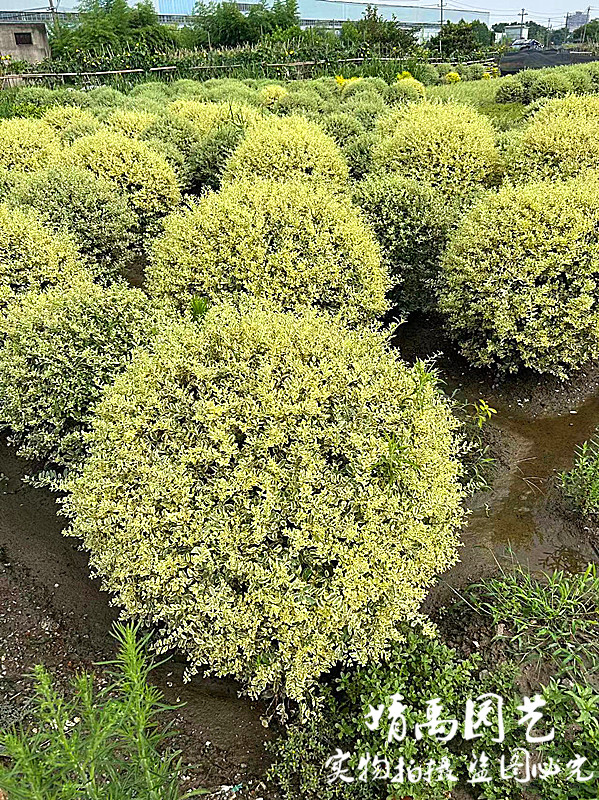 金（银）姬小蜡盆栽花镜植物彩叶常绿灌木室外庭院花园多年生植物