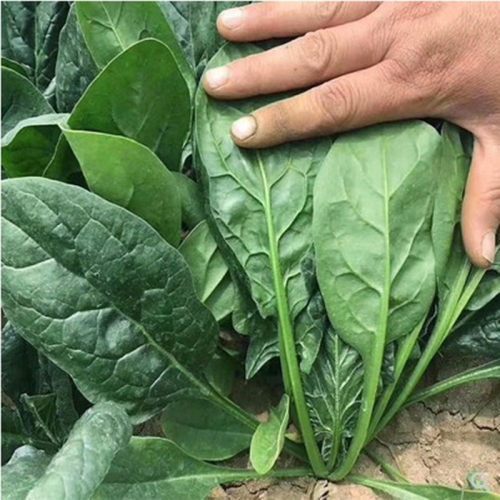 农家小叶耐寒抗热菠菜种子老品种四季播种可留种阳台菜园 - 图1