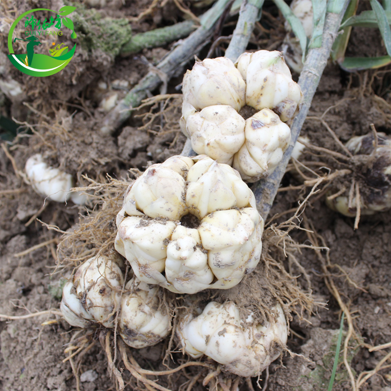 湖南省龙山新鲜百合现挖食用特产级生白湘西卷丹大果5斤包邮微苦 - 图2