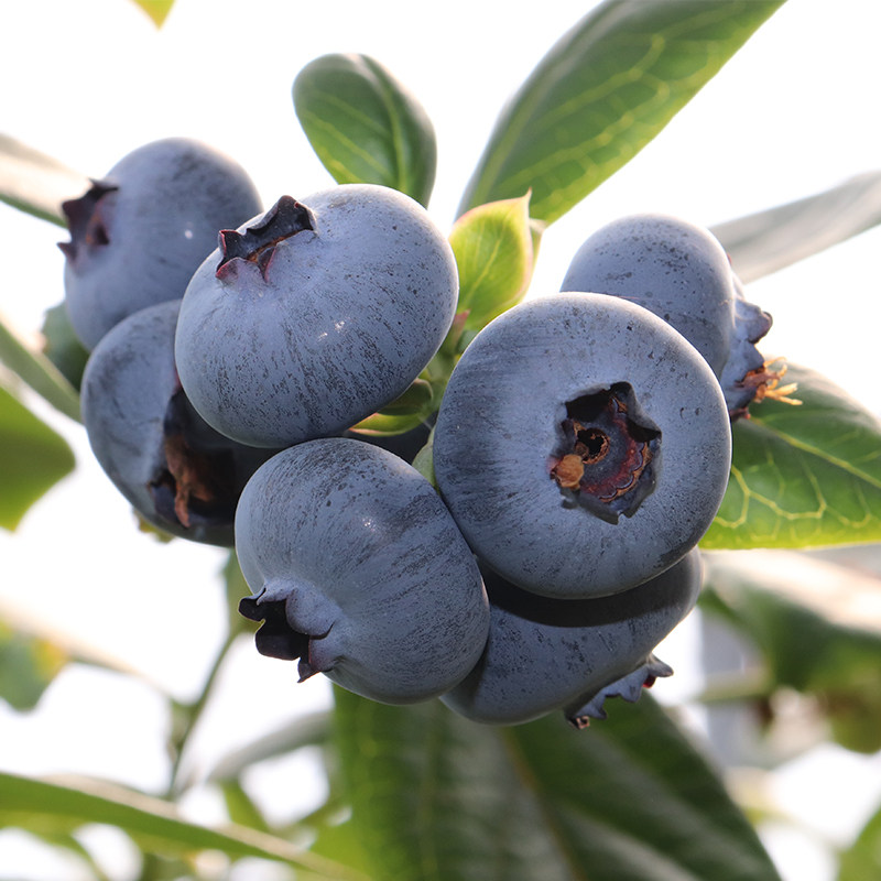 云南蒙自花香蓝莓 高海拔脆甜爆汁 顺丰空运 新鲜直达 500g/桶,淘宝优惠券,粉丝福利购,淘宝优惠卷