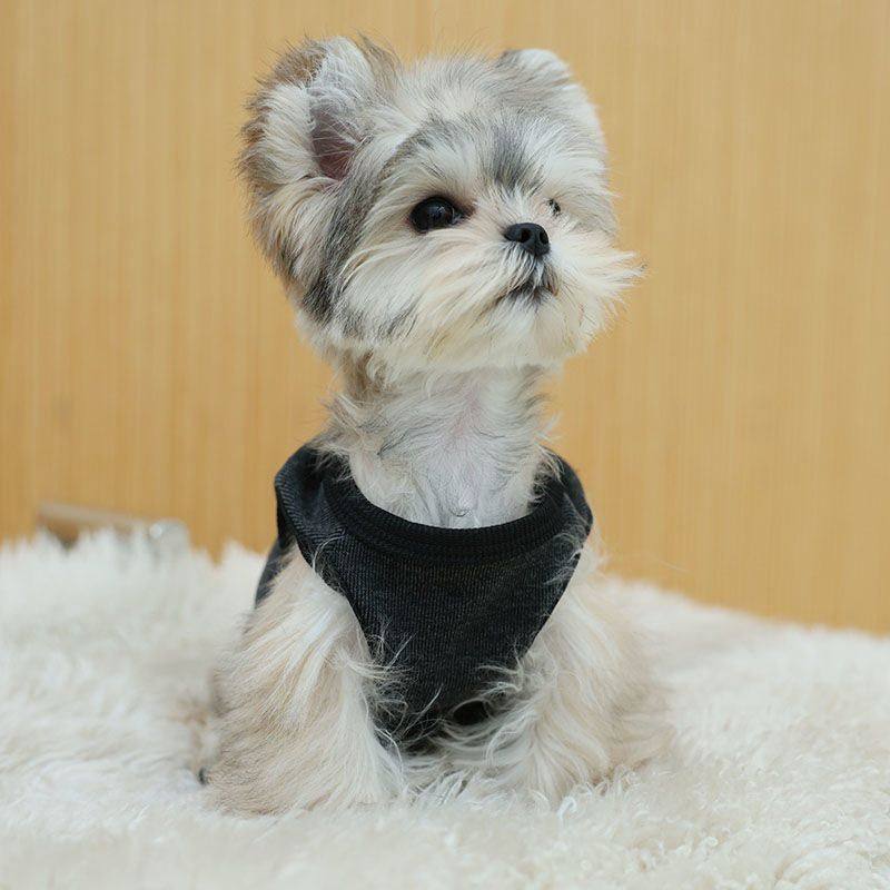 春秋季时尚新款宠物狗狗纯色衣服泰迪比熊中小型犬舒适气质背心潮,淘宝优惠券,粉丝福利购,淘宝优惠卷