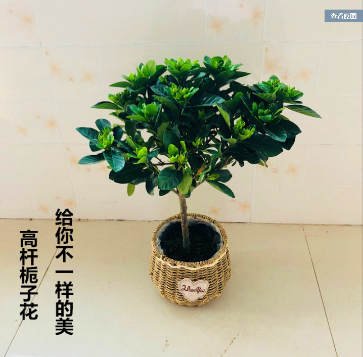 淘宝直播双色茉莉8年独干老桩双色5年独干独干栀子花丛生栀子2-图1