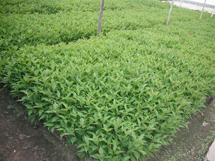 苗圃花坛庭院绿化苗木地被植物红王子锦带五色海棠七彩花卉四季 - 图1