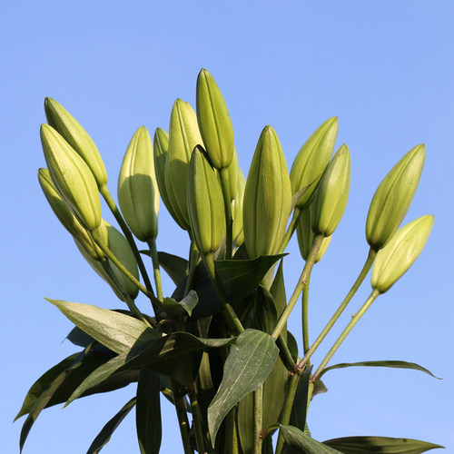 黄色香水百合花云南鲜花基地直发水养花家用插花办公室鲜切花真花 - 图1