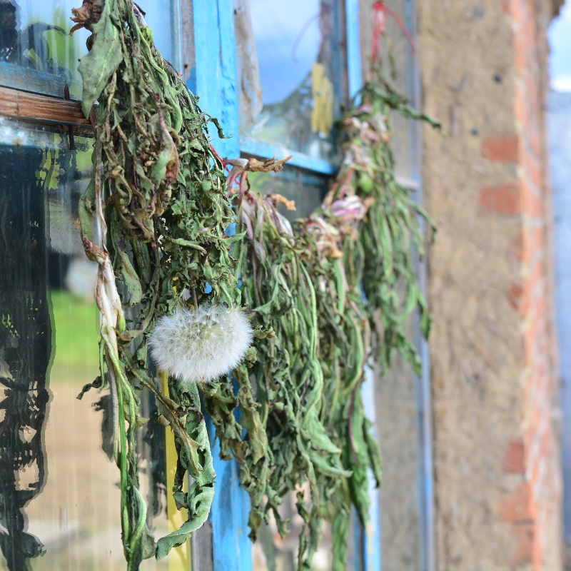 东北特产黑龙江伊春整颗干蒲公英茶带根干货婆婆丁花茶250g包邮 - 图0
