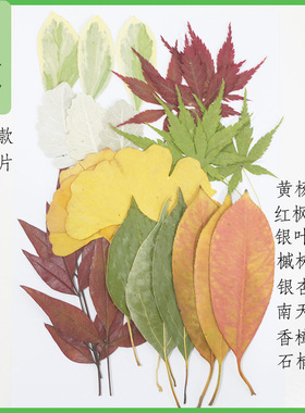 无品牌干叶子标本手工材料包