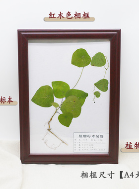 中草药整株植物标本带根茎叶手工压干塑封成品展示摆台挂相框教具
