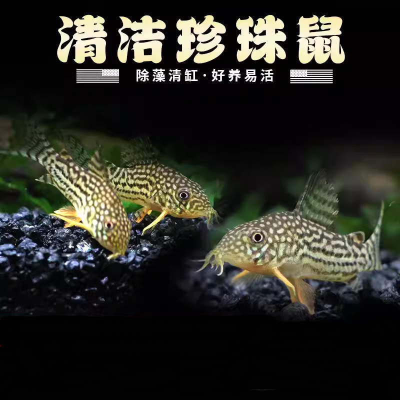 除藻鱼青苔鼠吸鳅老鼠鱼飞狐短帆鱼缸清道夫吃绿藻垃圾清洁鱼好养 - 图1