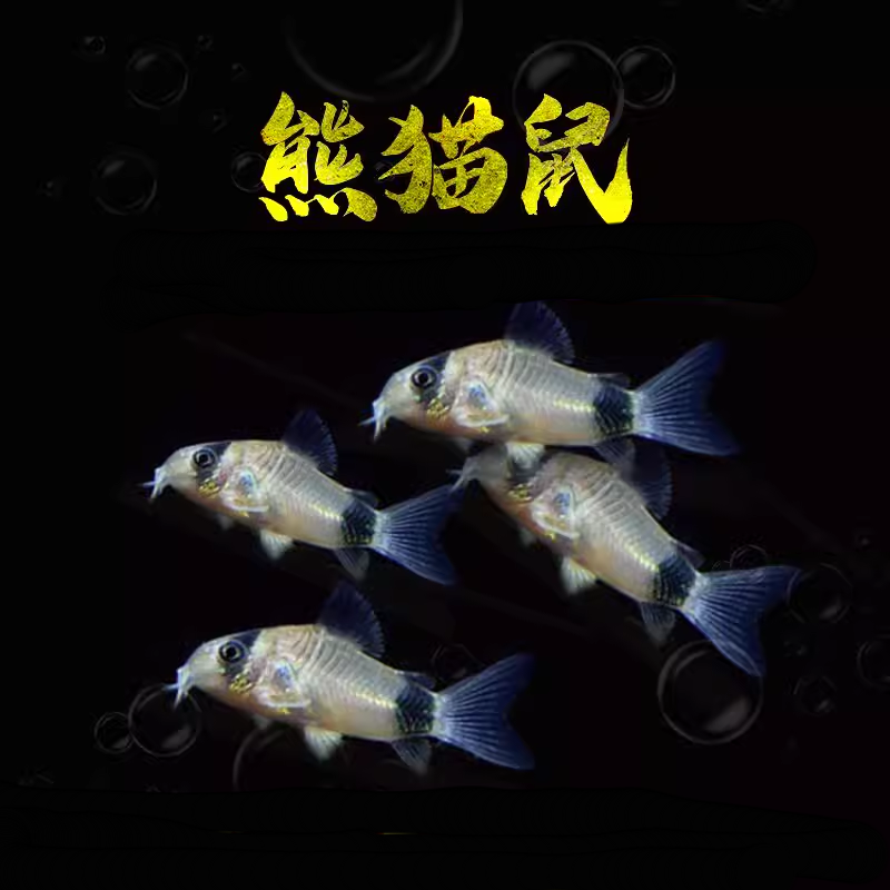 除藻鱼青苔鼠吸鳅老鼠鱼飞狐短帆鱼缸清道夫吃绿藻垃圾清洁鱼好养 - 图2