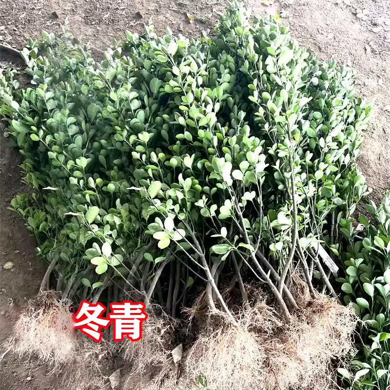 围墙篱笆植物大叶北海道黄杨苗冬青树苗四季常青耐寒庭院绿篱树苗 - 图2