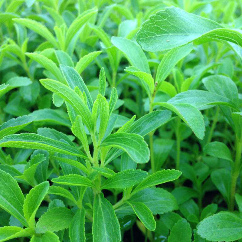 甜叶菊种苗盆栽可食用甜叶菊种子香草种苗花茶花草茶泡水调节三 - 图0