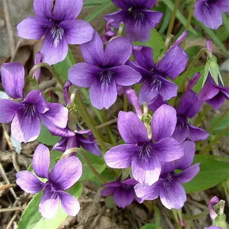 紫花地丁可做彩色草坪紫花地丁草种苗紫花地丁草种子犁头草鸡口舌 - 图1