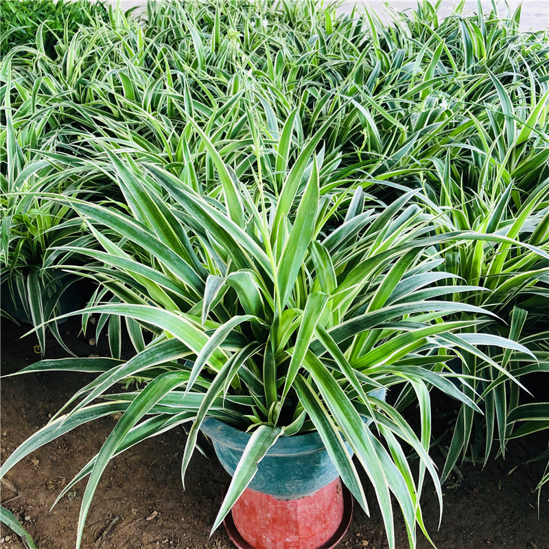 青叶金边吊兰盆栽植物室内阳台垂吊吸甲醛净化空气好养大盆绿植 - 图0