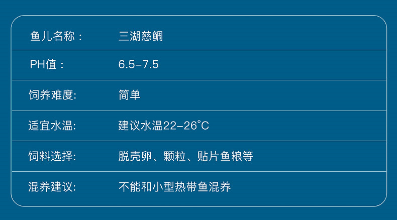 三湖慈鲷马鲷蓝阿里皇帝非洲王子热带鱼活体鱼小型淡水观赏鱼包邮 - 图1