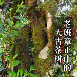 蕴品茶叶 2020年头春茶《珍品窖藏-老班章》古树普洱茶生饼200g