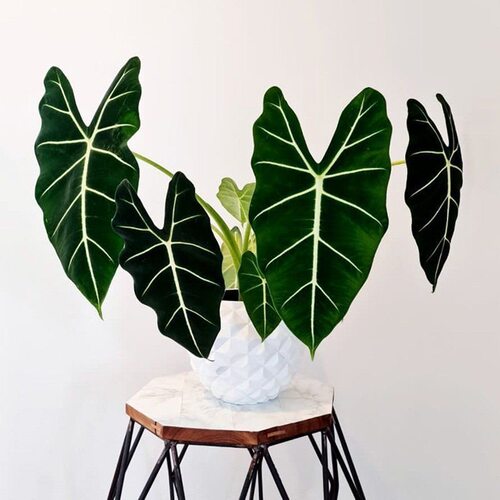 绿天鹅绒海芋ins风网红绿植进口盆栽室内阳台热带喜阴观叶植物 - 图1